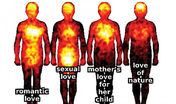 Исследователи сумели составить карту проявления разных видов любви в теле человека