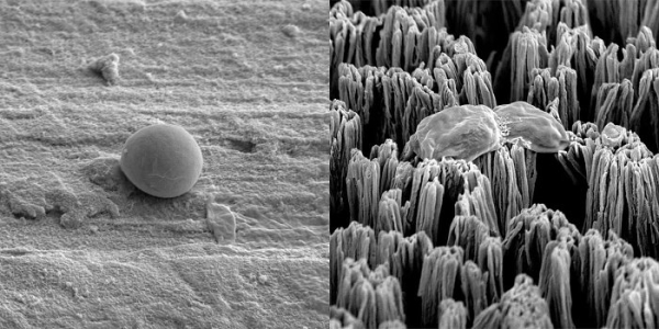 Титановые микрошипы способны уничтожать опасные бактерии без лекарств