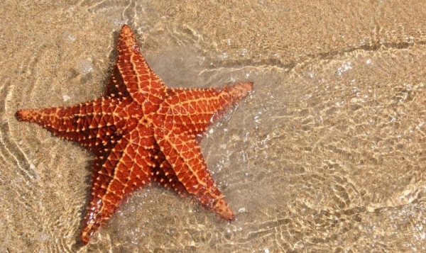 У морских звезд на самом деле нет ни рук, ни тела