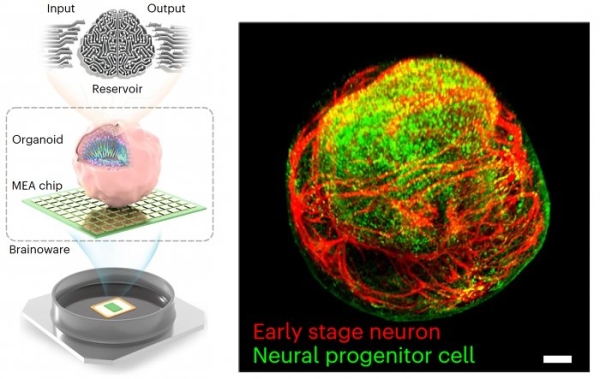 Нейросети на живых мозговых органоидах оказались эффективнее цифровых аналогов