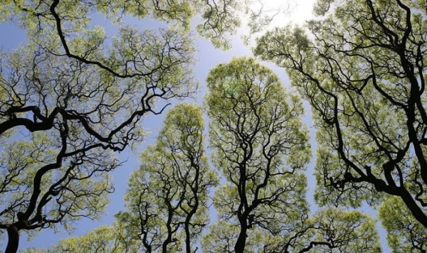 Деревья по всему миру начинают «кашлять», потому что не справляются с избытком СО2