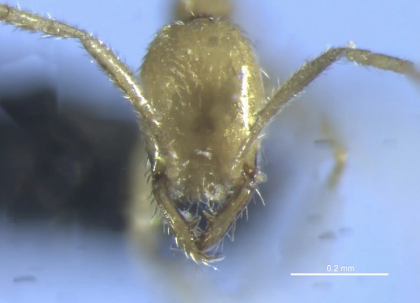 Новый вид жутковатых муравьев назвали в честь Волдеморта