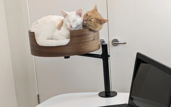 Изобретение Desk Nest Cat Bed решает одну из главных проблем современности (возможно)