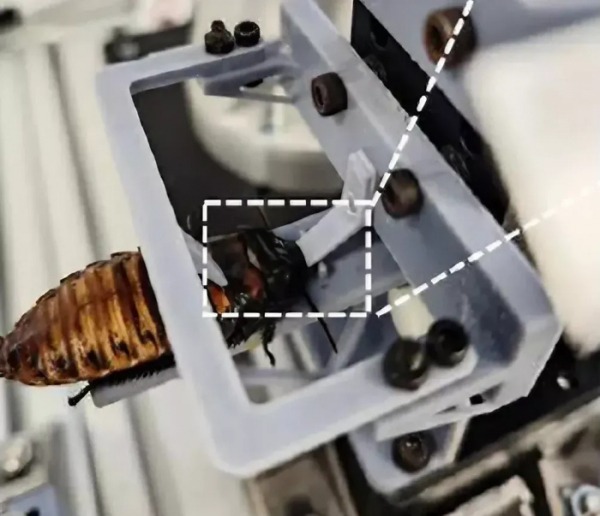 Сингапурские ученые научились создавать кибертараканов в промышленных масштабах