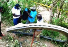 На Кению свалился огромный «подарок» из космоса весом в полтонны