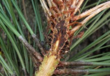 В Сибири обнаружены африканские грибы, уничтожающие хвойные леса