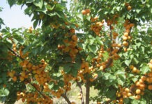 Препарат из Томска излечит абрикосы в Испании