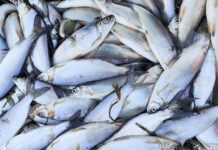 Тюменским ученым удалось скрестить пелядь с нельмой