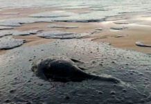 На Кубани ищут эффективную методику уборки мазута