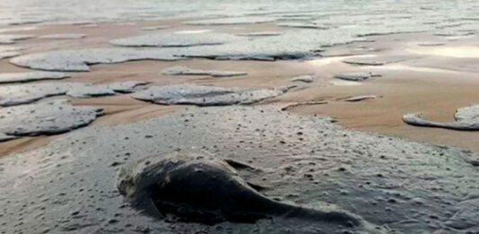 На Кубани ищут эффективную методику уборки мазута