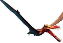 Вымершие птерозавры помогут в создании уникальных материалов для современной авиации