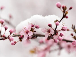 Мороз -4. Синоптики предупредили о бурном начале апреля: ожидаются дожди, похолодание, мокрый снег