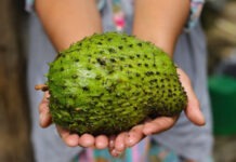 Ядовитое «сметанное яблоко» из Южной Америки претендует на звание нового суперфуда