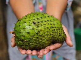 Ядовитое «сметанное яблоко» из Южной Америки претендует на звание нового суперфуда