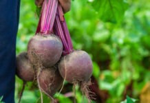 Столовая свекла 2025: когда сеять и главные секреты большого урожая