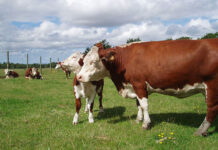 Российская биолаборатория собирается клонировать быка-производителя