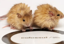 Создание шерстистой мыши приближает момент воскрешения мамонтов