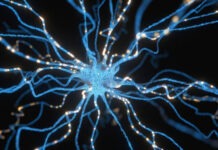 Биоинженеры научились превращать клетки кожи в мозговые нейроны