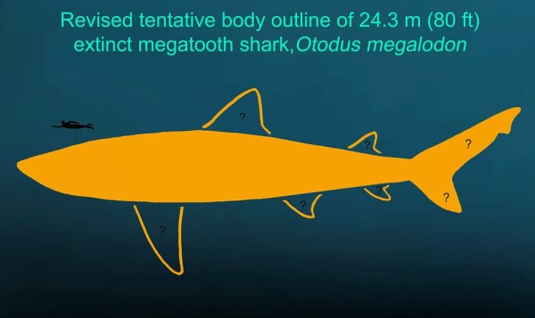 Судя по последним расчетам, мегалодон был крупнее, чем мы привыкли считать