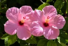 Гибискус дома и в саду: как правильно ухаживать в теплое время и что нельзя делать с растением