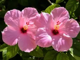 Гибискус дома и в саду: как правильно ухаживать в теплое время и что нельзя делать с растением