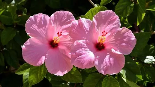 Гибискус дома и в саду: как правильно ухаживать в теплое время и что нельзя делать с растением