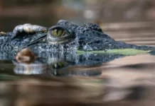 На Филиппинах на пенсионера пытался напасть крокодил, но он успел достать нож и отбиться