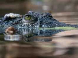 На Филиппинах на пенсионера пытался напасть крокодил, но он успел достать нож и отбиться