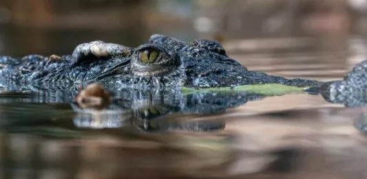 На Филиппинах на пенсионера пытался напасть крокодил, но он успел достать нож и отбиться