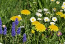 Разогреет еще больше. Где температура воздуха в Украине поднимется до +25 и в каких областях пройдет дождь в понедельник