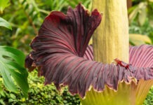 Уникальный и загадочный трупный цветок может исчезнуть навсегда