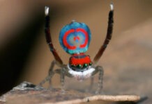 Австралийские прыгающие пауки в прыжке испытывают перегрузки до 13 g