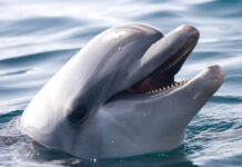 ИИ DolphinGemma от Google учится говорить на языке дельфинов