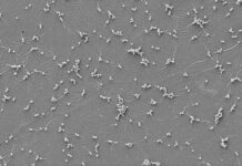 Краска-убийца уничтожает 100 % бактерий при контакте