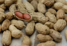 Клин клином вышибают. Ежедневное употребление арахиса может избавить от аллергии на него — исследование