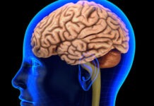 В Новосибирске придумали, чем заменить твердую мозговую оболочку