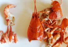 В Сибири предложили производить биополимеры из раков