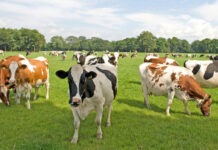 В Свердловской области предложили нейростимуляцию мозга коров для повышения удоя