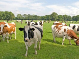 В Свердловской области предложили нейростимуляцию мозга коров для повышения удоя