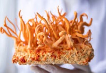 Модифицированный грибок кордицепс в 40 раз эффективнее борется с раковыми клетками