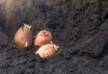 Удобрения для картофеля. Чем лучше подкармливать клубень во время высаживания, чтобы получить большой урожай