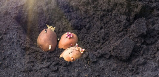 Удобрения для картофеля. Чем лучше подкармливать клубень во время высаживания, чтобы получить большой урожай