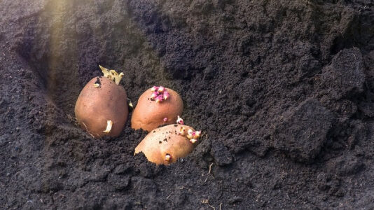 Удобрения для картофеля. Чем лучше подкармливать клубень во время высаживания, чтобы получить большой урожай