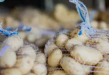 Господдержка строительства овощехранилищ. Украина уменьшит зависимость от импорта картофеля — ассоциация