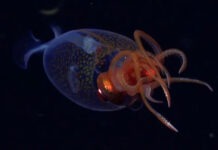 Ученые впервые в мире засняли на видео редкого прозрачного кальмара