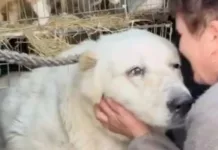 «Был напуган постоянными обстрелами». Собаку Дика вернули в его семью после эвакуации из Покровска