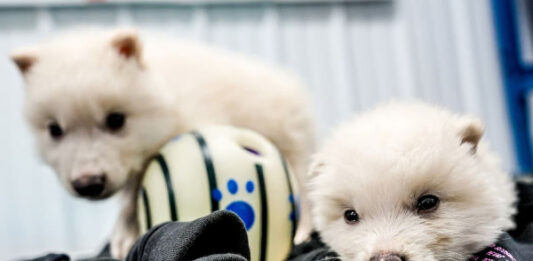 Компания Colossal Biosciences воскресила давно вымерших ужасных волков