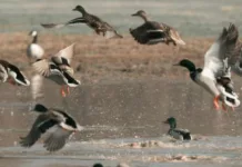 Перелетные или мигрирующие: как правильно называть птиц, меняющих место жительства