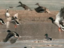Перелетные или мигрирующие: как правильно называть птиц, меняющих место жительства
