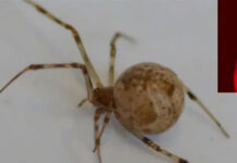 Генномодифицированные пауки научились плести красный светящийся шелк